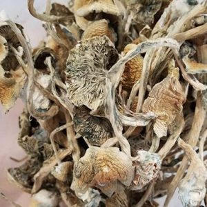 Buy Alacabenzi cubensis mushrooms from an online dispensary in Canada that does same day shipping