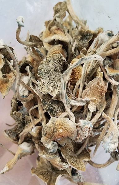 Buy Alacabenzi cubensis mushrooms from an online dispensary in Canada that does same day shipping