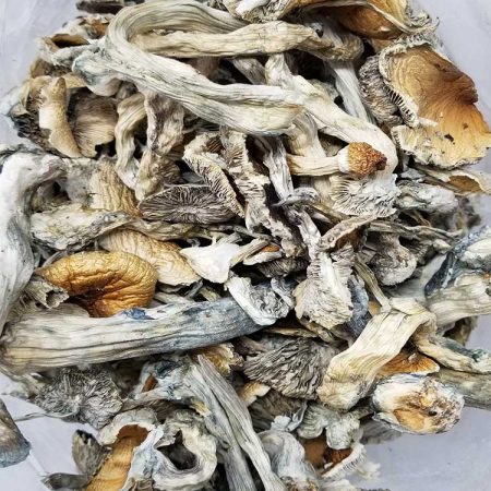 Buy Vietnamese cubensis from a trustworthy source online