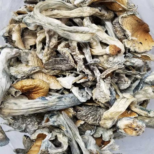 Vietnamese Cubensis Buy Vietnamese cubensis from a trustworthy source online