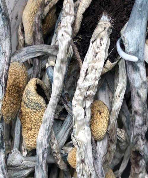 Buy Costa Rican magic mushrooms from an online dispensary in Canada