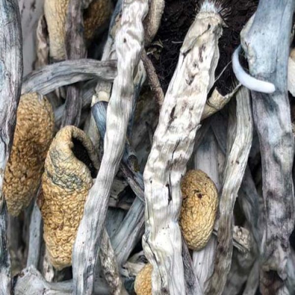 Buy Costa Rican magic mushrooms from an online dispensary in Canada