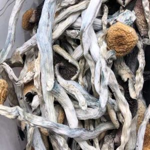 Buy daddy long leg magic mushrooms from an online dispensary in Canada