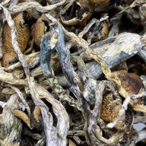 Buy shrooms online in canada and get blue meanie and Puerto Rican cubensis mushrooms