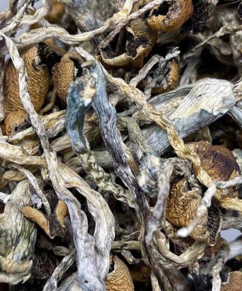 Buy shrooms online in canada and get blue meanie and Puerto Rican cubensis mushrooms