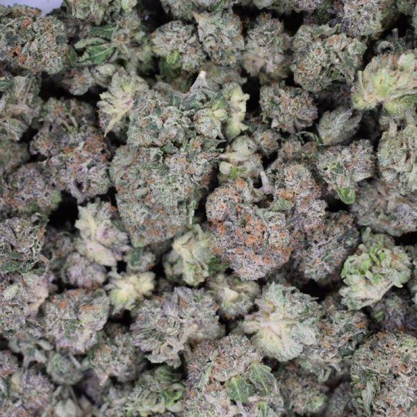 Mike Tyson (Quad Mediums) Gas!