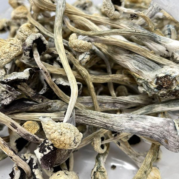 Albino Treasure Coast Buy Albino Treasure Coast magic mushrooms online.