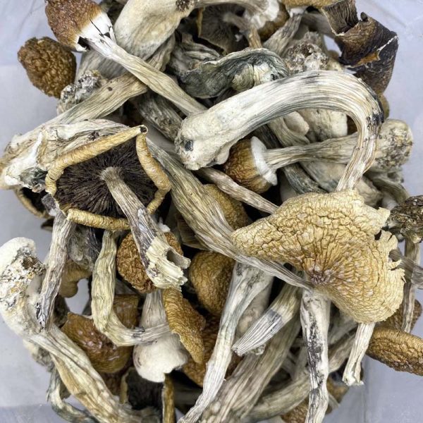 Golden Emperor magic mushrooms are a popular cubensis strain that delivers a relaxing spiritual and visual experience.