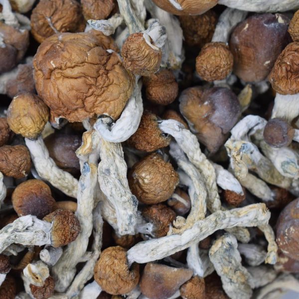 Koh Samui Magic Mushrooms