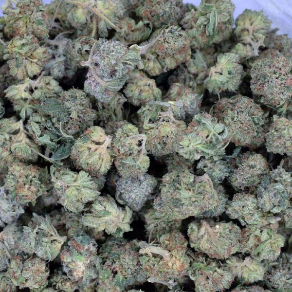Greasy Island Pink (Quad Smalls) Gas!